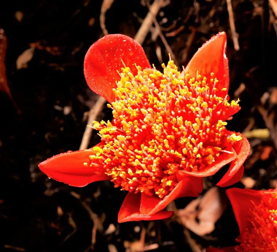 Affordable residential landscaping in Tiburon, CA - Planet Horticulture