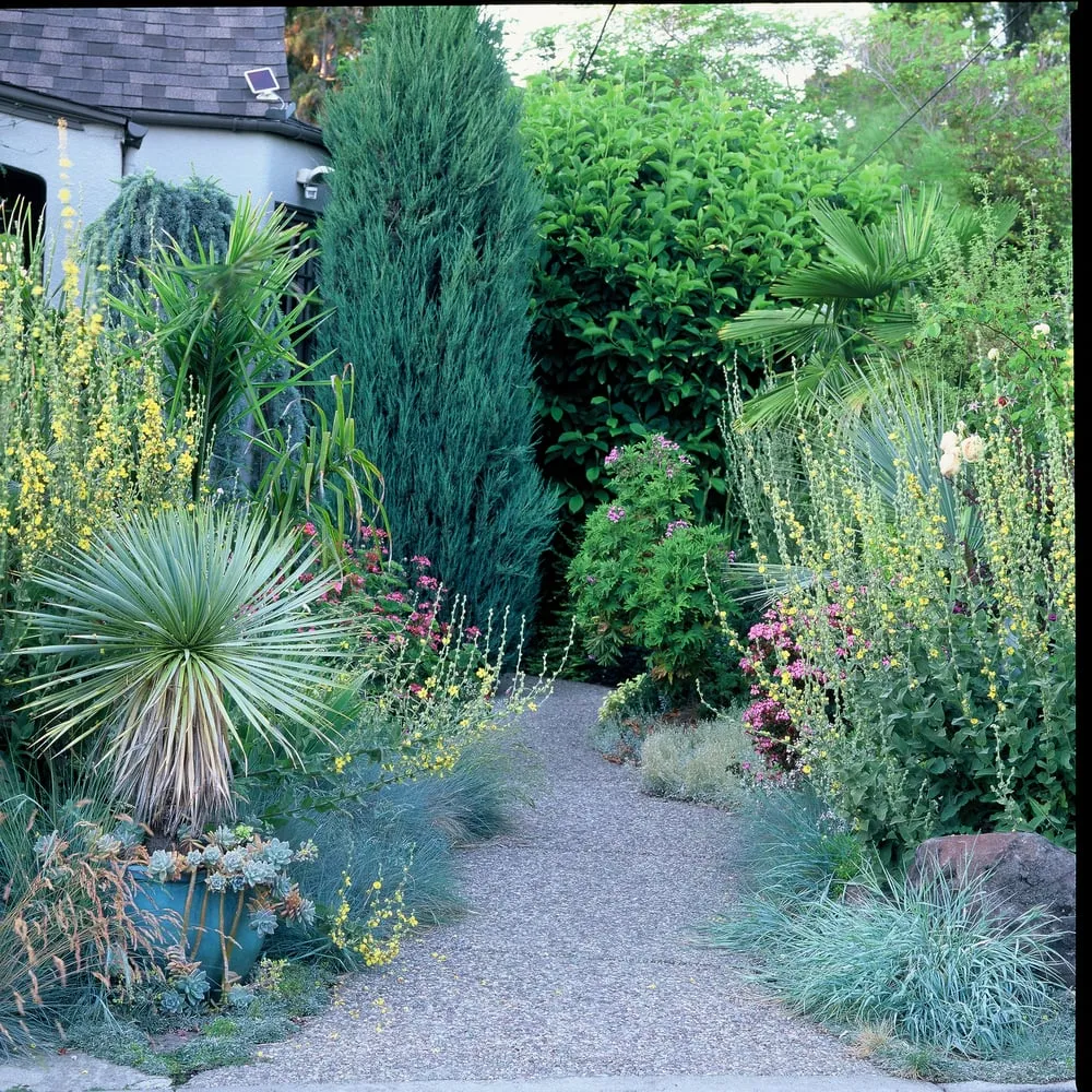 Professional yard maintenance in Tiburon, CA - Planet Horticulture