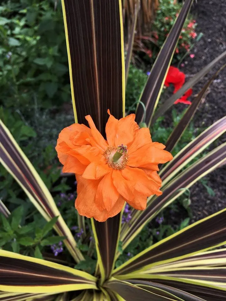 Reliable landscape design in Tiburon, CA - Planet Horticulture