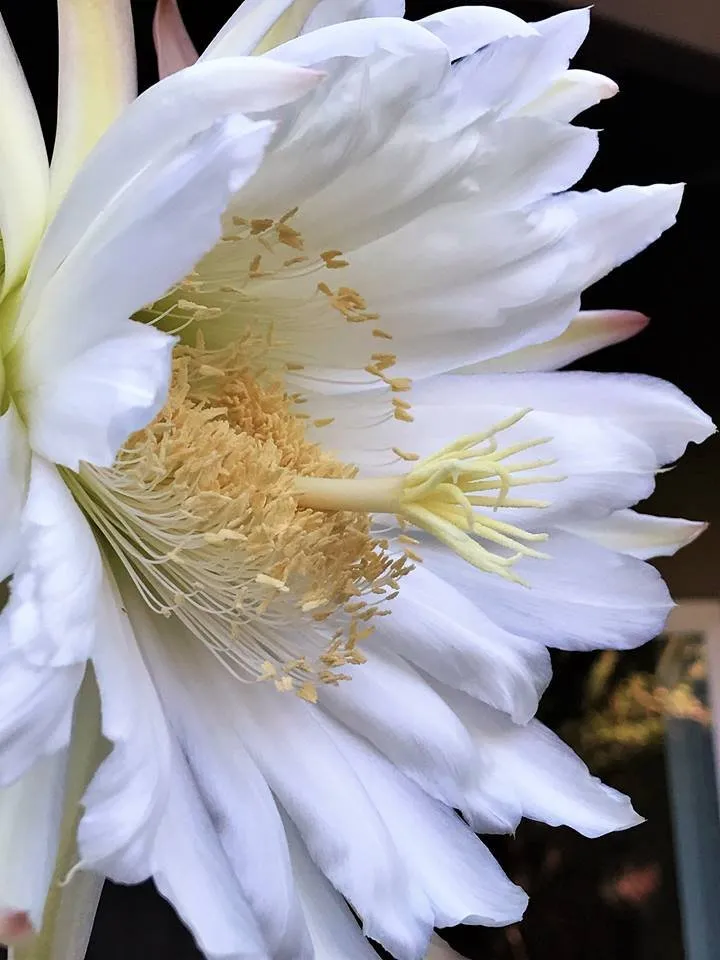 Trusted landscape design in Tiburon, CA - Planet Horticulture