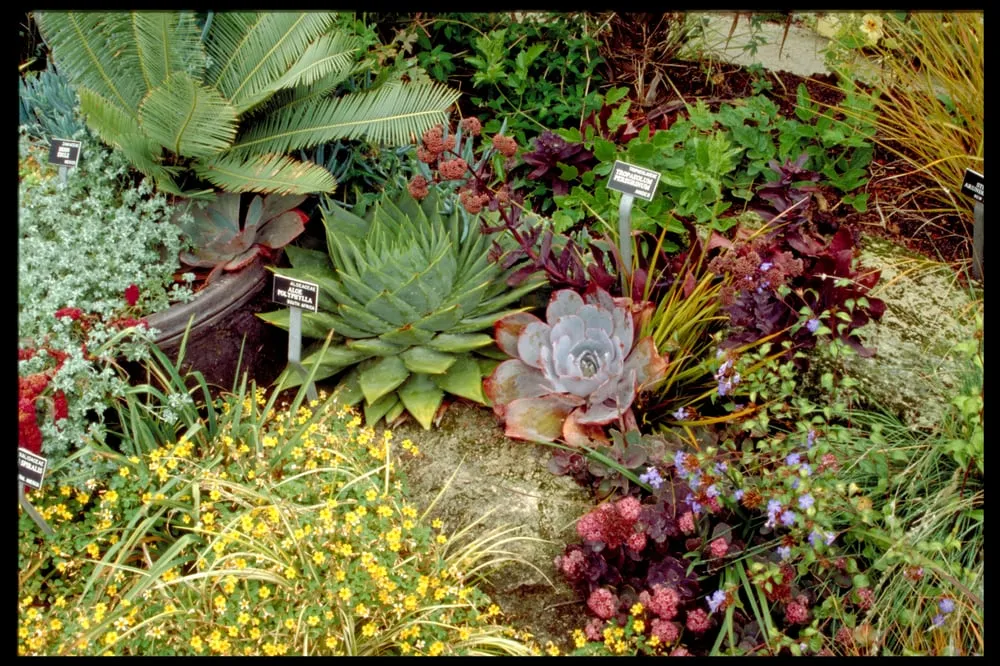 Custom yard cleanup service in Tiburon, CA - Planet Horticulture