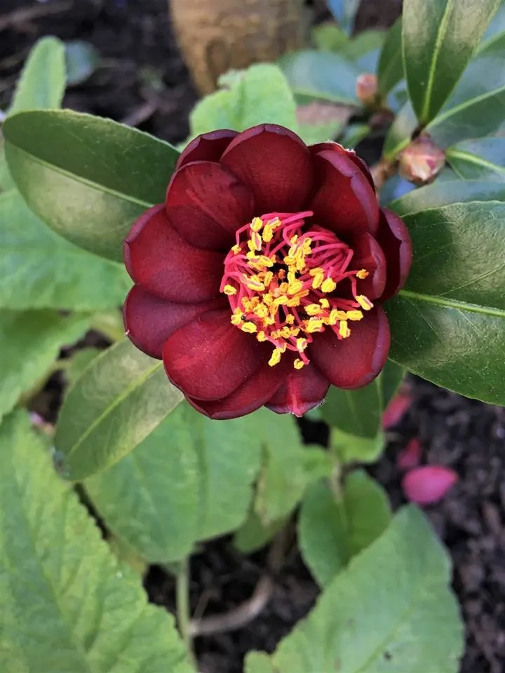 Reliable lawn mowing service experts serving Tiburon, CA - Planet Horticulture