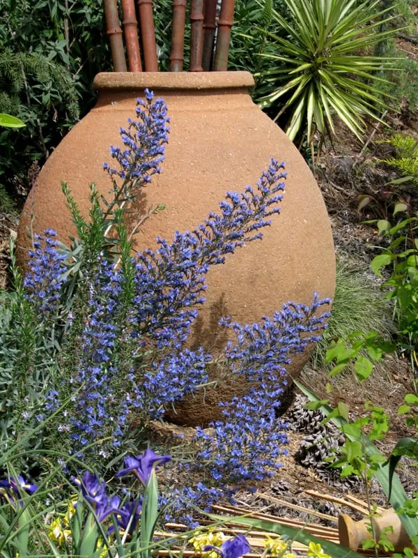 Affordable landscaping services in Tiburon, CA by Planet Horticulture