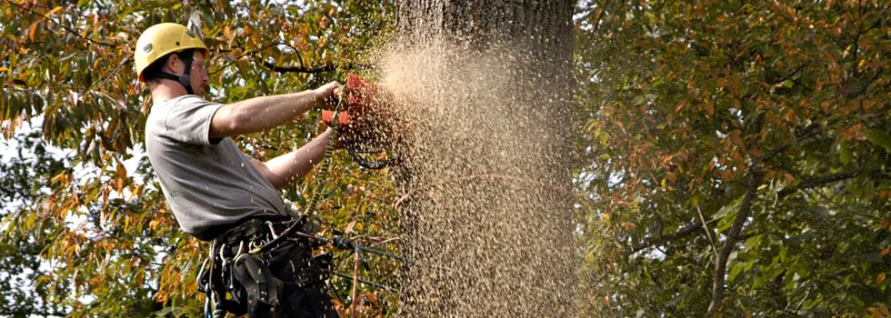 Expert outdoor landscaping in Reading, PA by Plank Tree Service