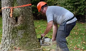 Trusted landscaping services for year-round maintenance in Reading, PA by Plank Tree Service