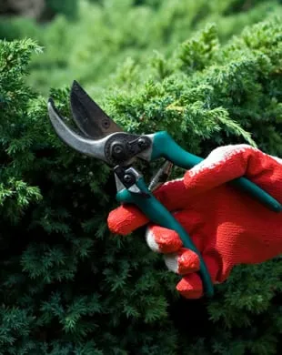 Top-rated yard cleanup service for year-round maintenance across Reading, PA - Plank Tree Service