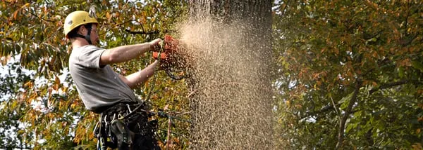 Plank Tree Service Logo