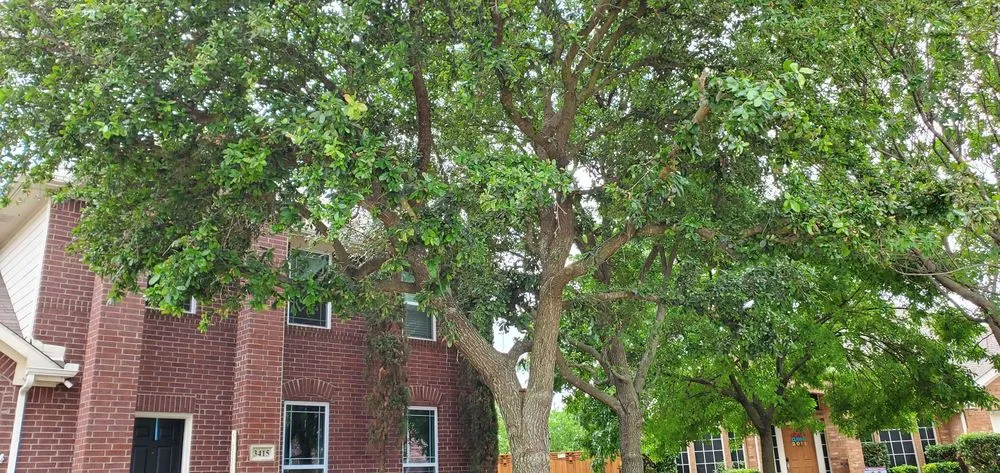 Professional lawn care service experts serving Plano, TX - Plano Landscaping