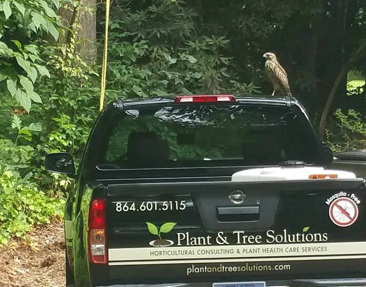 Local lawn care service in Greenville, SC - Plant and Tree Solutions