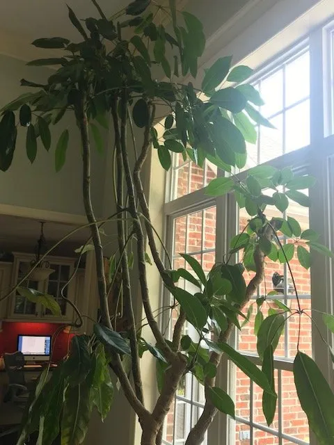 Expert yard maintenance in Lenoir City, TN by Plant Concepts