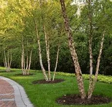 Local landscape installation experts serving Reynoldsburg, OH - Plant Connections