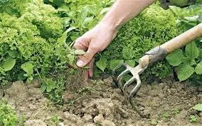 Affordable landscape installation in Reynoldsburg, OH by Plant Connections