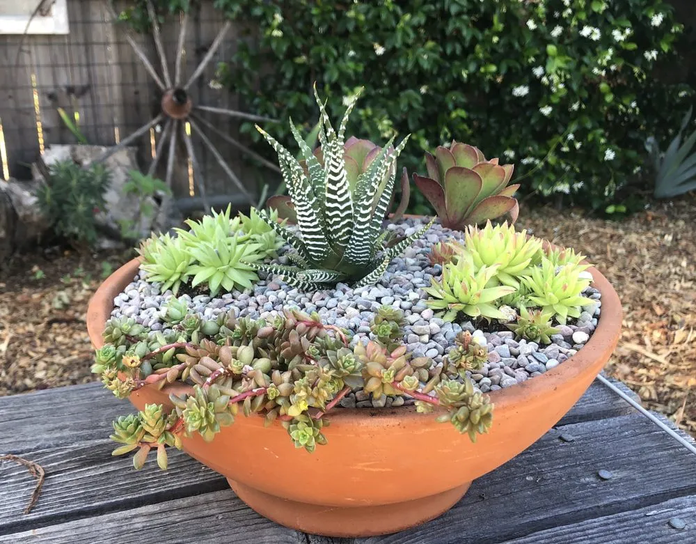 Professional landscaping services experts serving Pleasant Hill, CA - Plant Decor