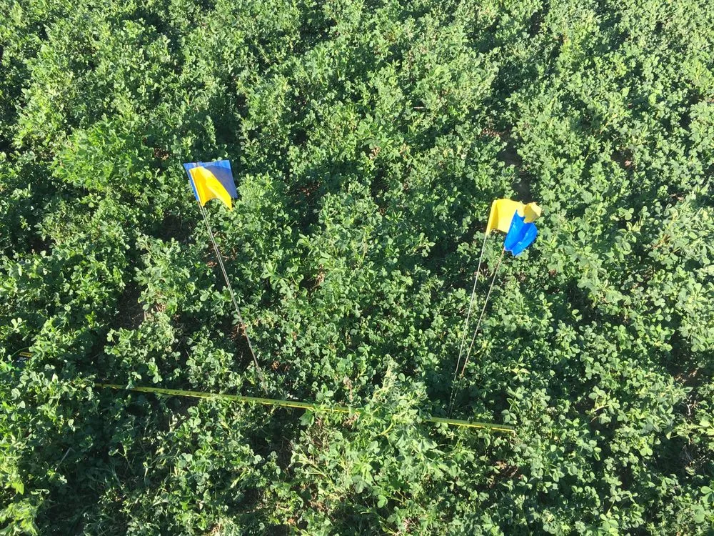 Custom outdoor landscaping in Austin, TX by Plant Diagnostic Services