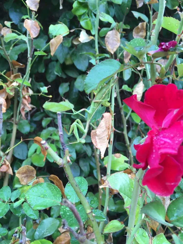 Local yard maintenance for year-round maintenance across Austin, TX - Plant Diagnostic Services