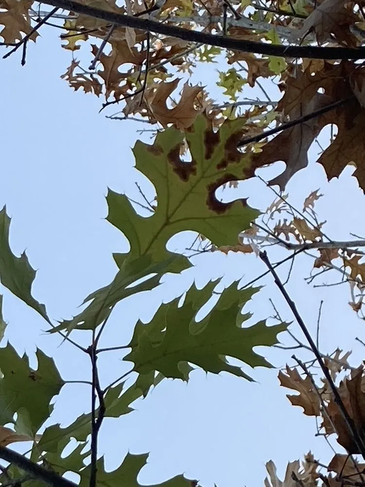 Professional landscaping services experts serving Austin, TX - Plant Diagnostic Services