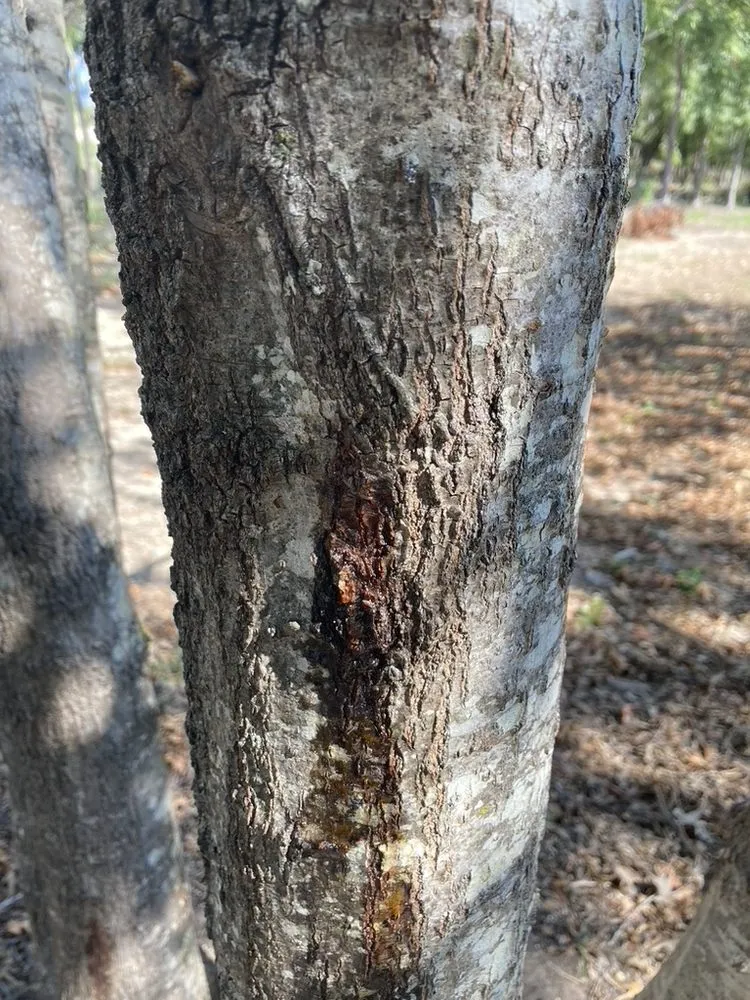 Custom lawn care service with custom design in Austin, TX by Plant Diagnostic Services