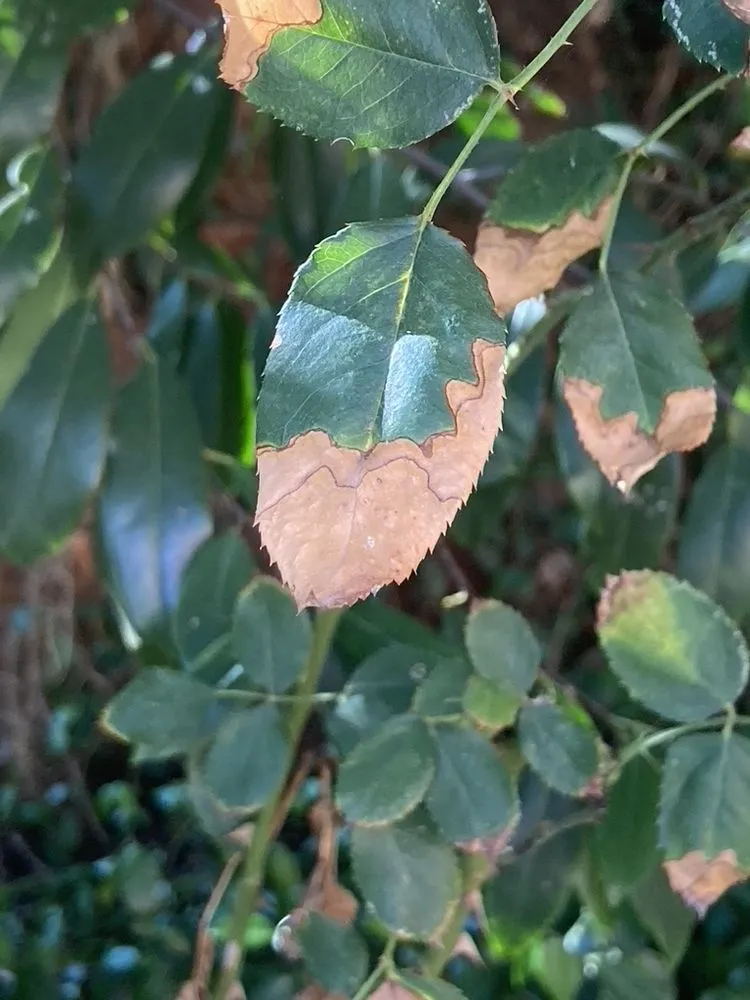 Professional lawn care service for homes in Austin, TX by Plant Diagnostic Services