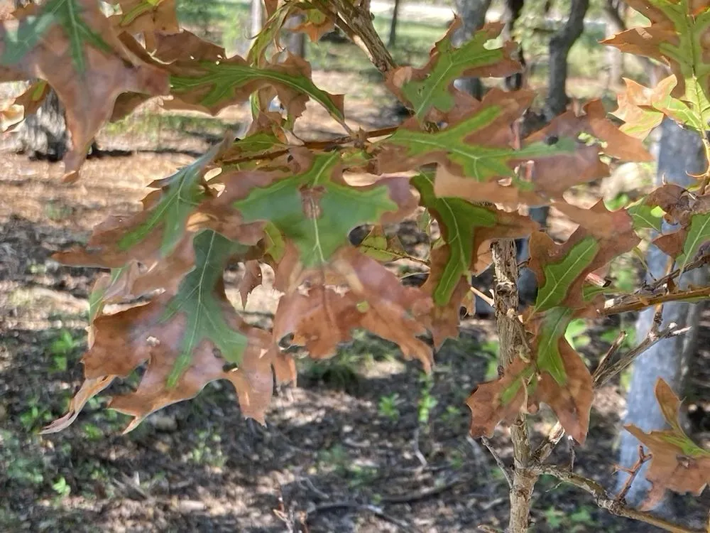 Custom garden landscaping experts serving Austin, TX - Plant Diagnostic Services