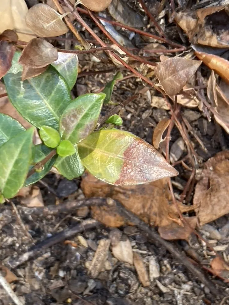 Custom residential landscaping for beautiful yards across Austin, TX - Plant Diagnostic Services