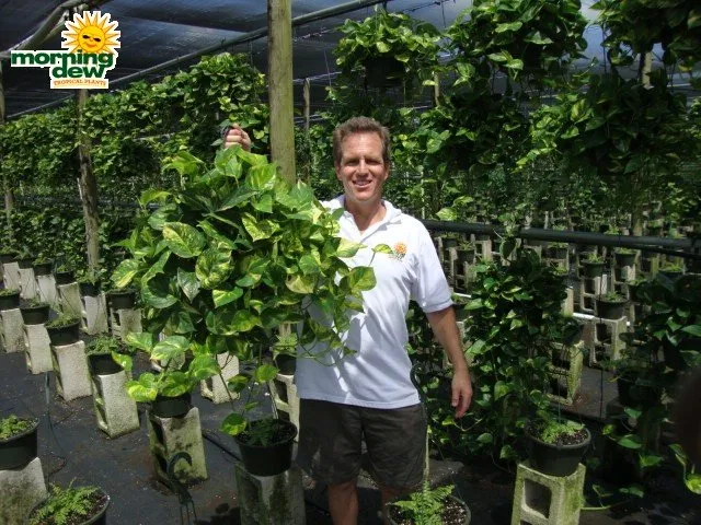 Expert lawn care service for homes across Queensbury, NY - Plant Doctor