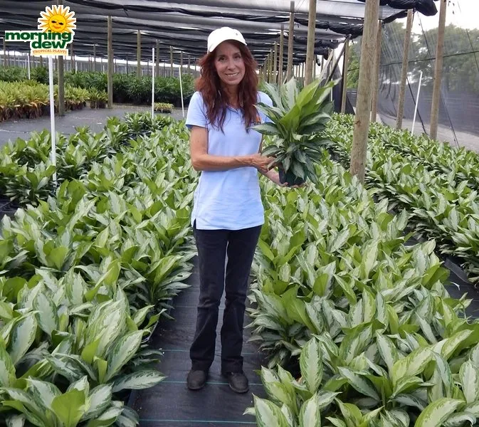 Reliable lawn care service in Queensbury, NY by Plant Doctor