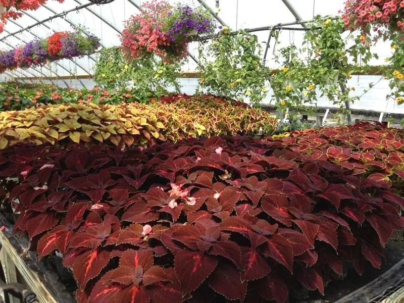 Top-rated lawn care service for homes across Queensbury, NY - Plant Doctor