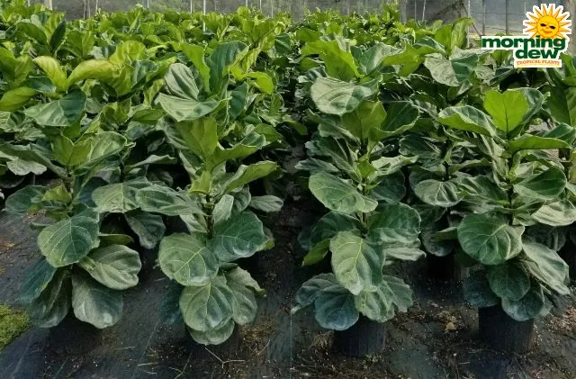 Affordable garden landscaping in Queensbury, NY by Plant Doctor