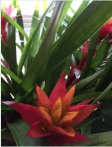 Local landscaping services in Queensbury, NY by Plant Doctor