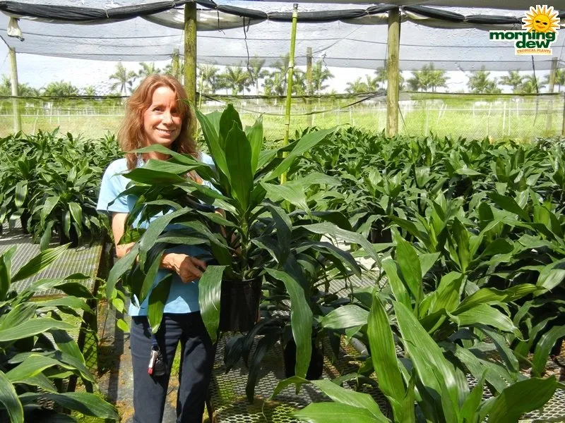 Local yard maintenance in Queensbury, NY - Plant Doctor