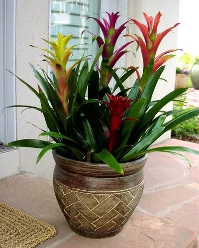 Affordable outdoor landscaping in Englewood, CO by Plant Escape