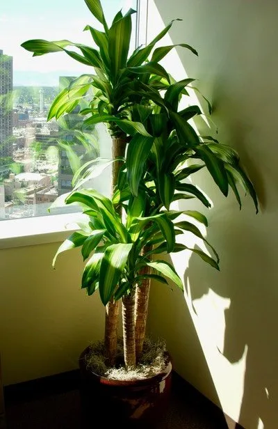 Top-rated yard cleanup service for outdoor upgrades across Englewood, CO - Plant Escape