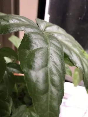 Plant Health Awareness Logo