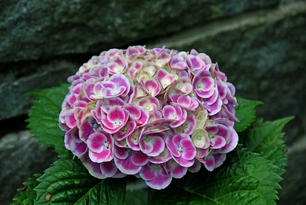 Local yard cleanup service experts serving Bridgeport, CT - Plant Health Service