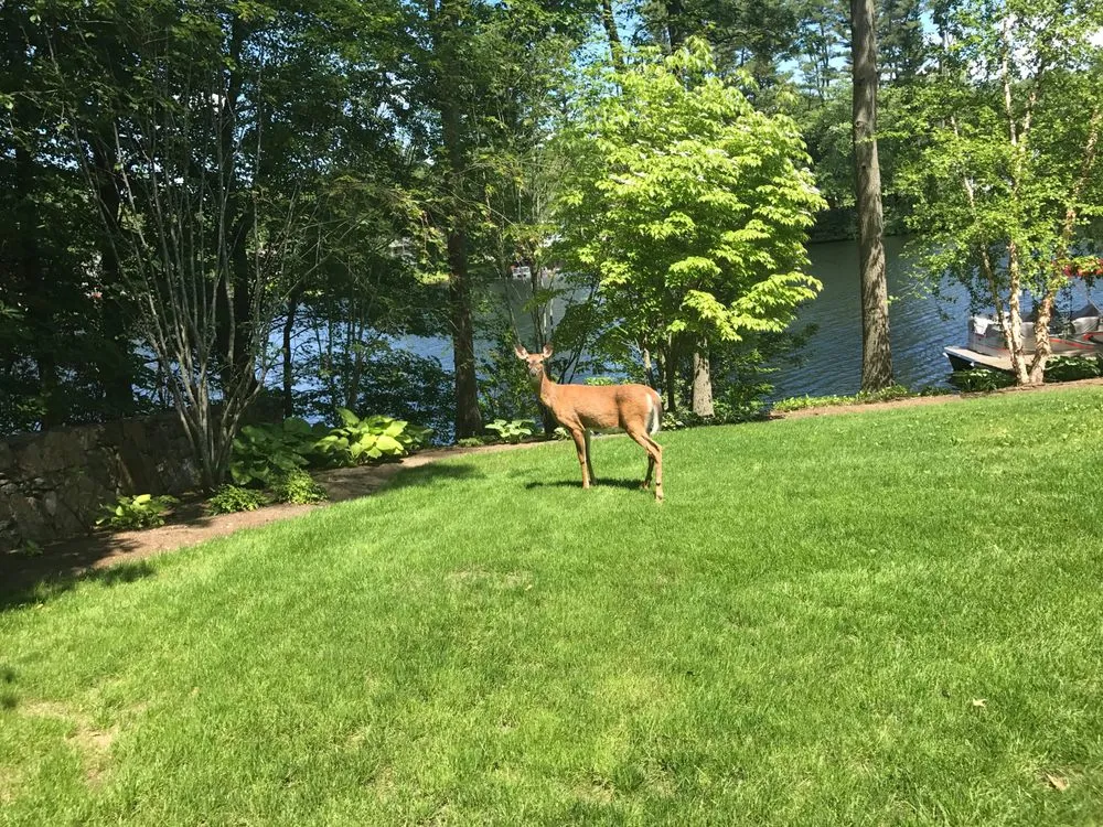 Custom yard cleanup service in Bridgeport, CT - Plant Health Service