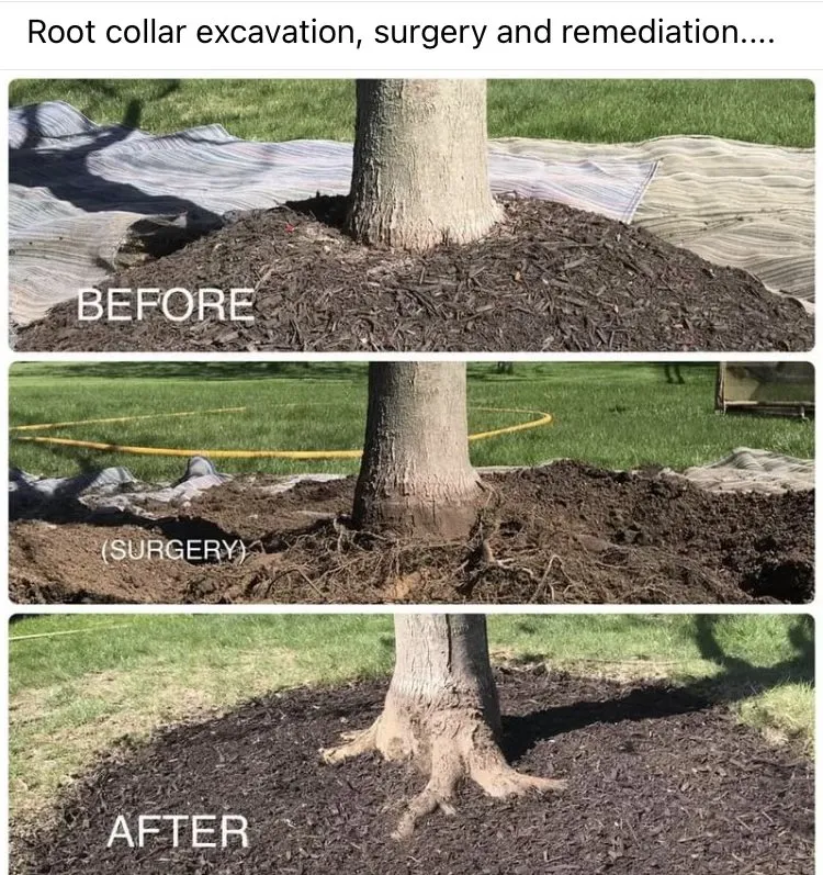 Custom garden landscaping with custom design in Medford, NJ by Plant Healthcare Solutions