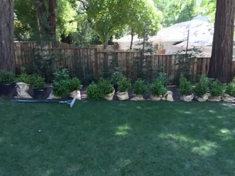 Trusted yard maintenance for residential properties across San Francisco, CA - Plant-Ish