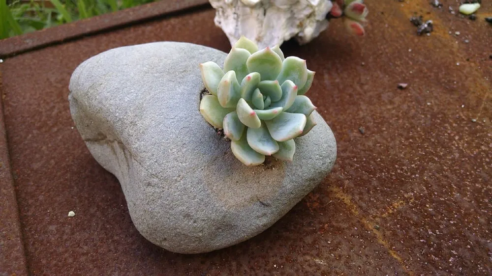 Custom lawn care service in San Francisco, CA - Plant-Ish