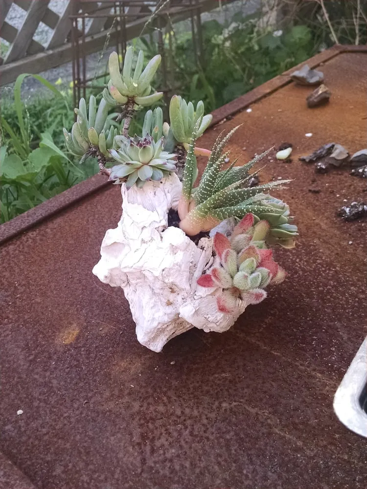 Affordable residential landscaping in San Francisco, CA by Plant-Ish