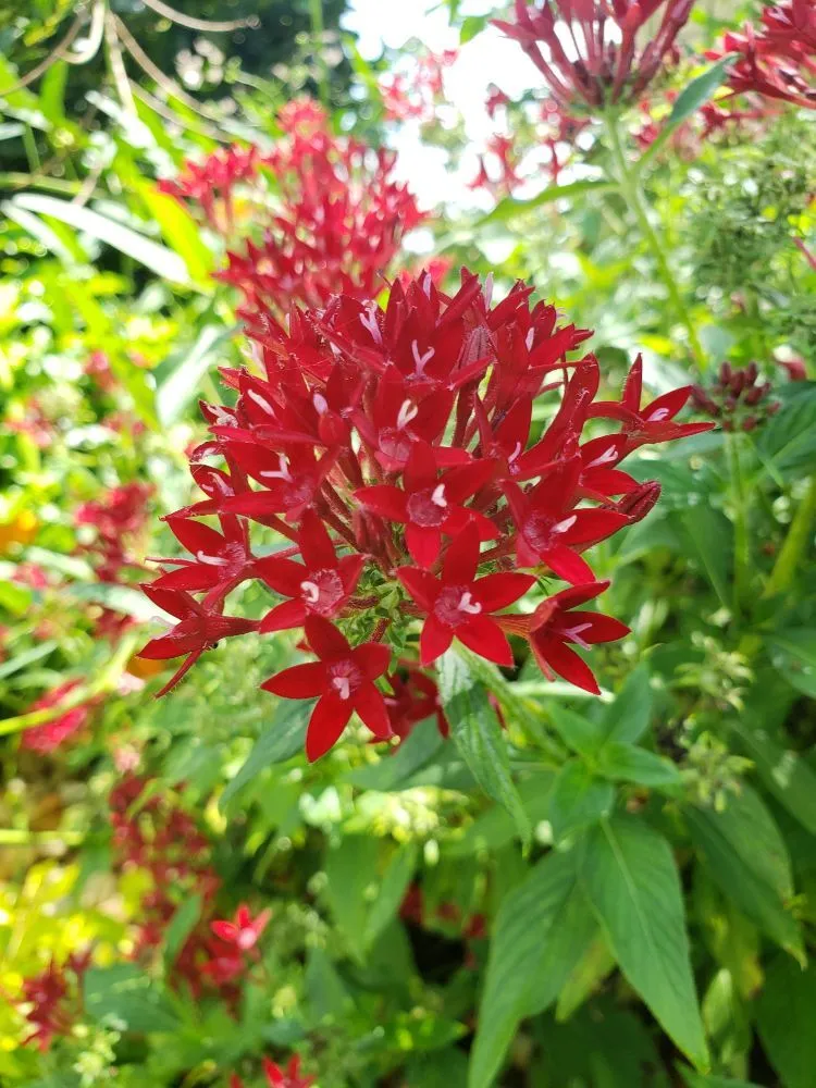 Trusted landscape design experts serving Bradenton, FL - Plant It Earth | Bradenton