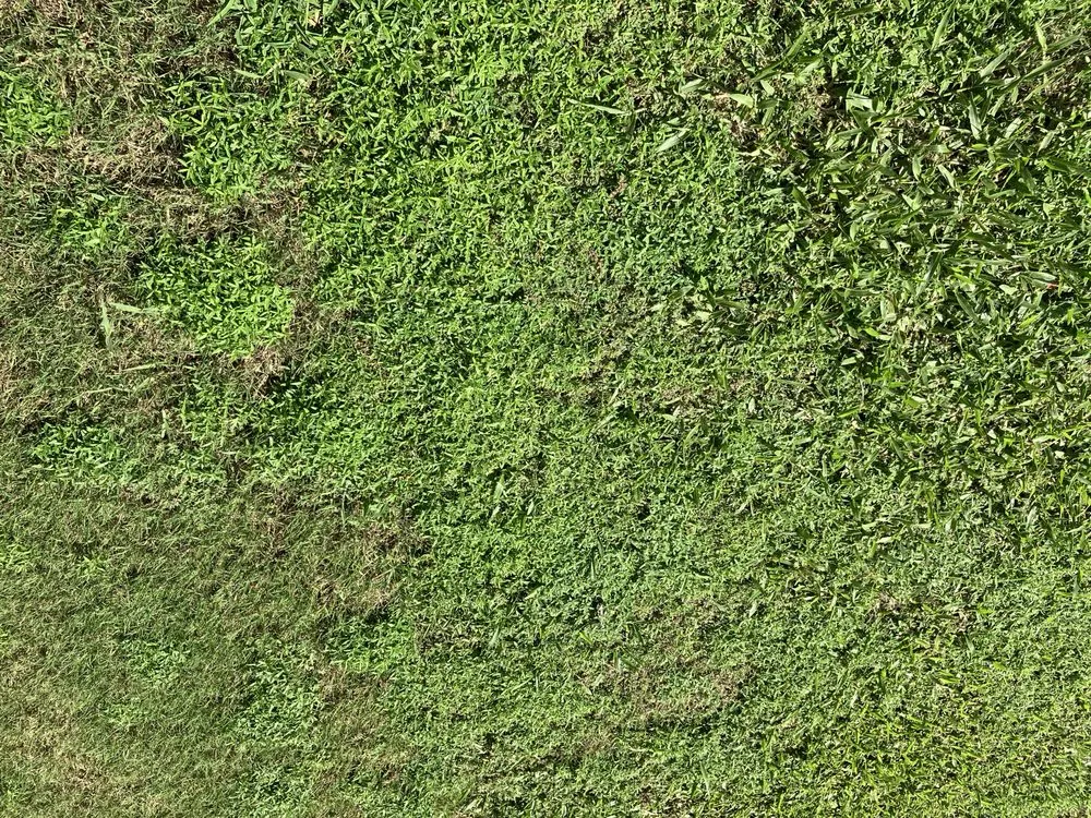 Reliable residential landscaping in Plant City, FL by Plant It Earth | Plant City