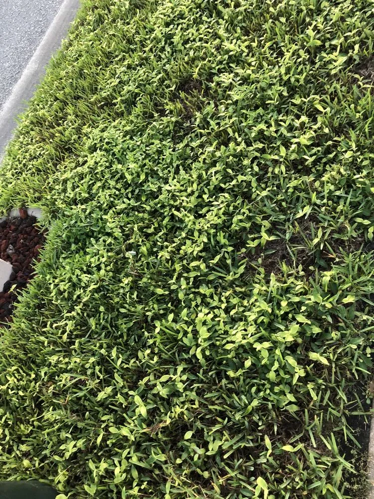 Local yard maintenance in Plant City, FL - Plant It Earth | Plant City