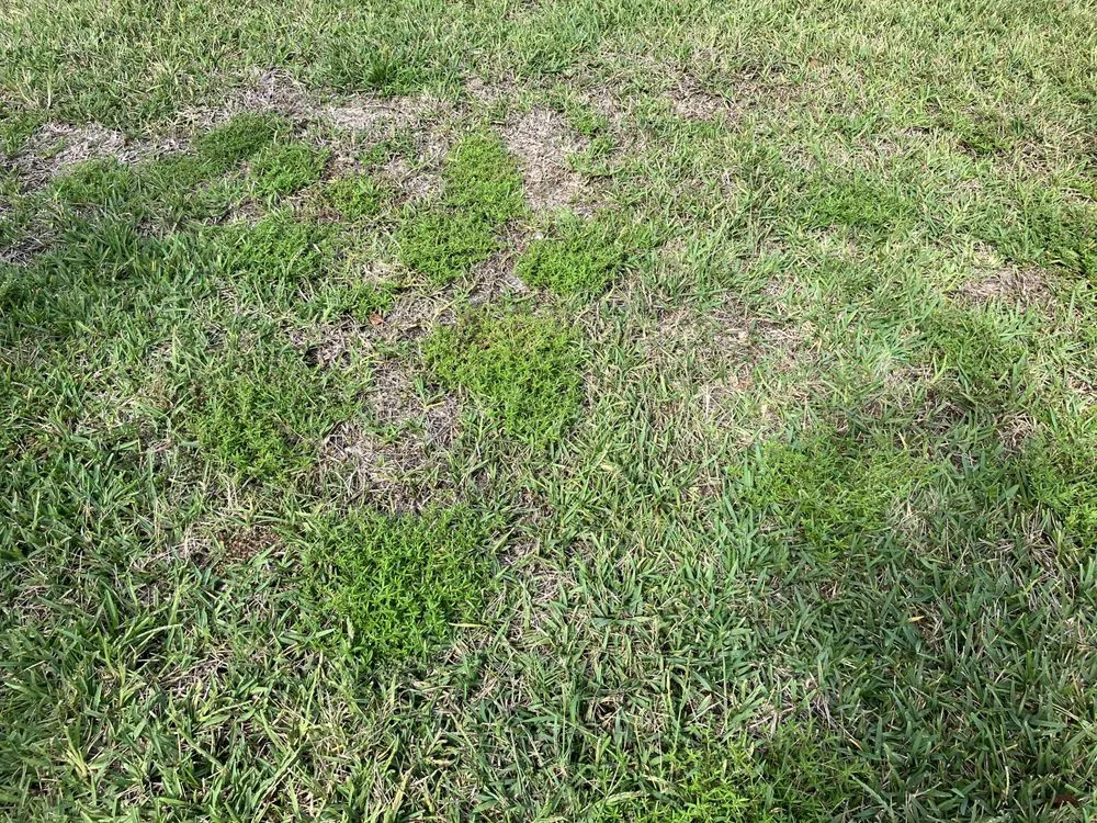 Reliable outdoor landscaping for year-round maintenance across Plant City, FL - Plant It Earth | Plant City