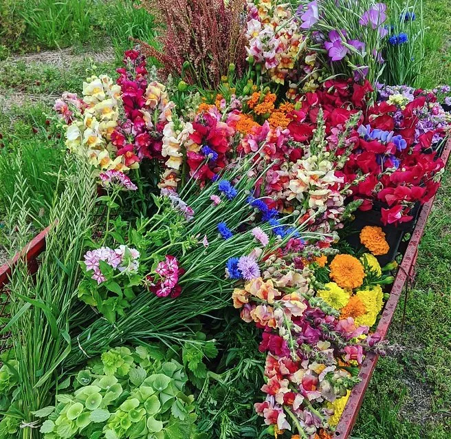 Trusted yard cleanup service for outdoor upgrades across Clayton, NC - Plant Lane Farm