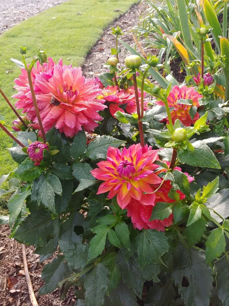 Local outdoor landscaping for year-round maintenance in Charlotte, NC by Plant Man