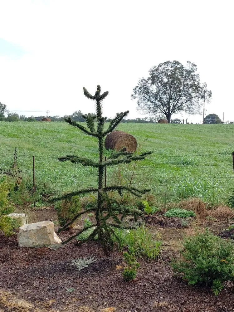 Trusted lawn mowing service for beautiful yards across Charlotte, NC - Plant Man