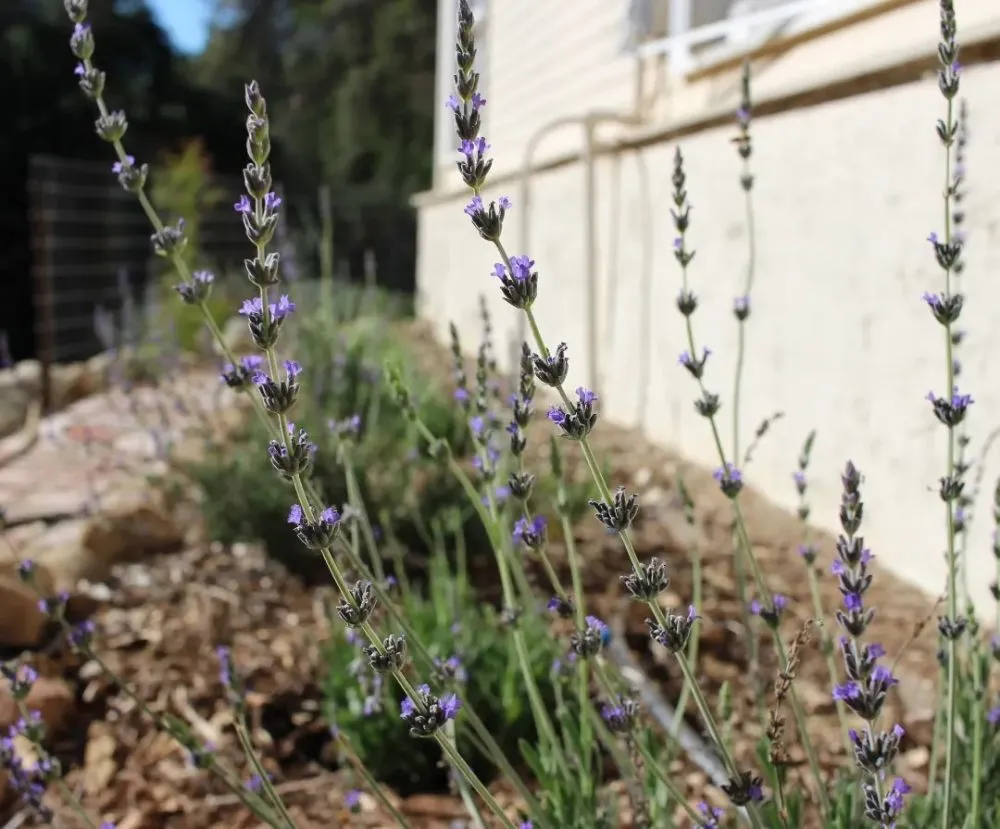 Affordable garden landscaping in Ventura, CA - Plant Marks