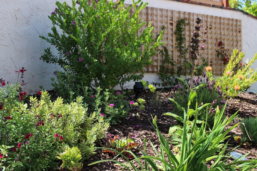 Custom lawn care service in Ventura, CA - Plant Marks