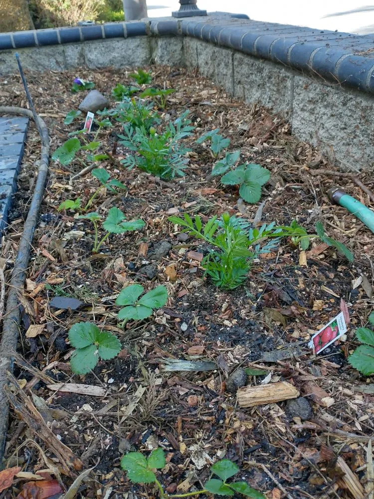 Top-rated outdoor landscaping near you in Ventura, CA by Plant Marks