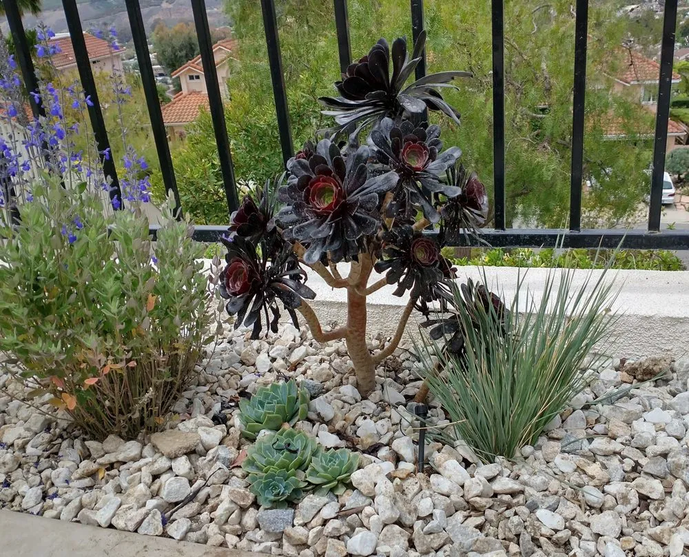 Expert outdoor landscaping for residential properties in Ventura, CA by Plant Marks